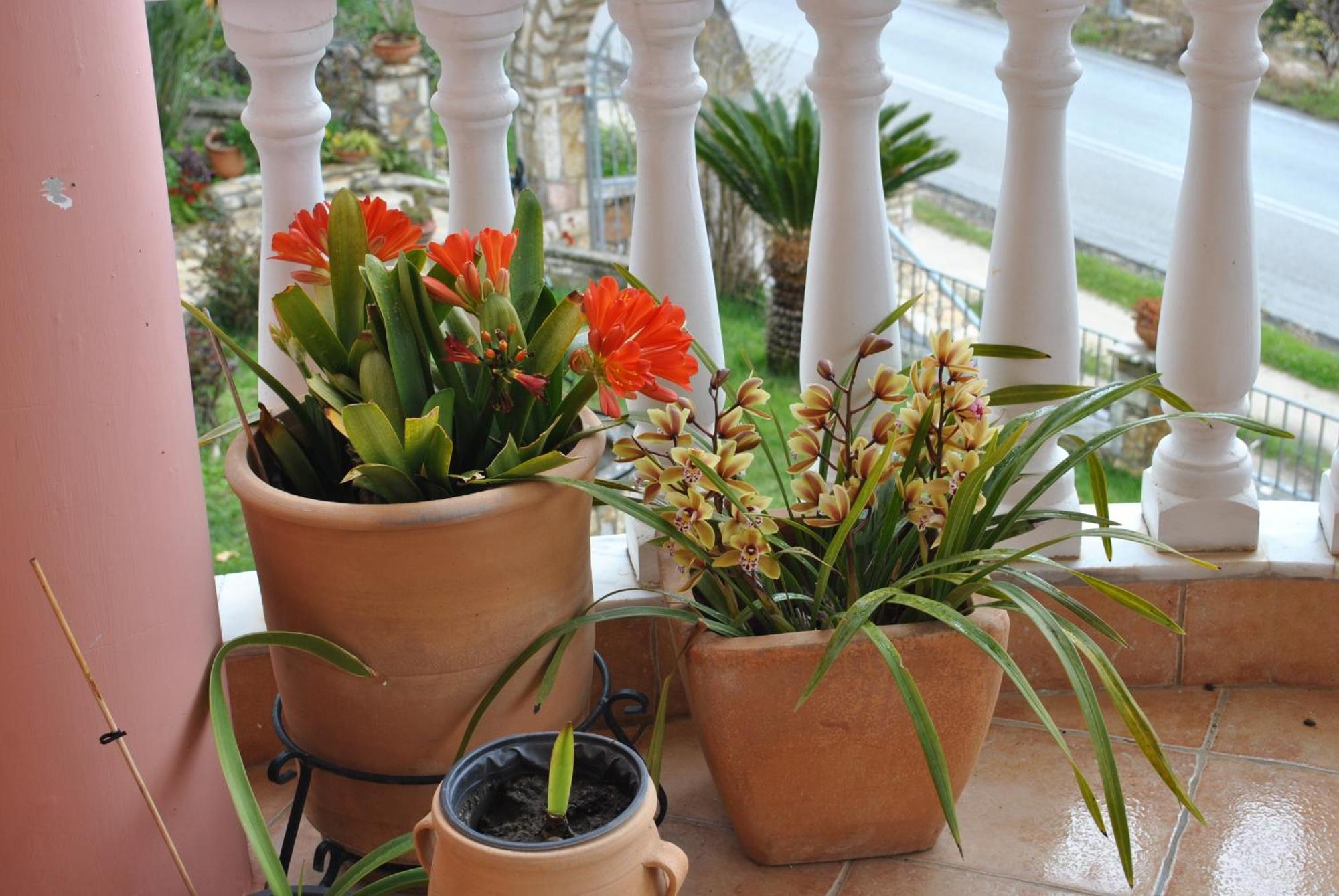 شقة Amaryllis House بارغا المظهر الخارجي الصورة