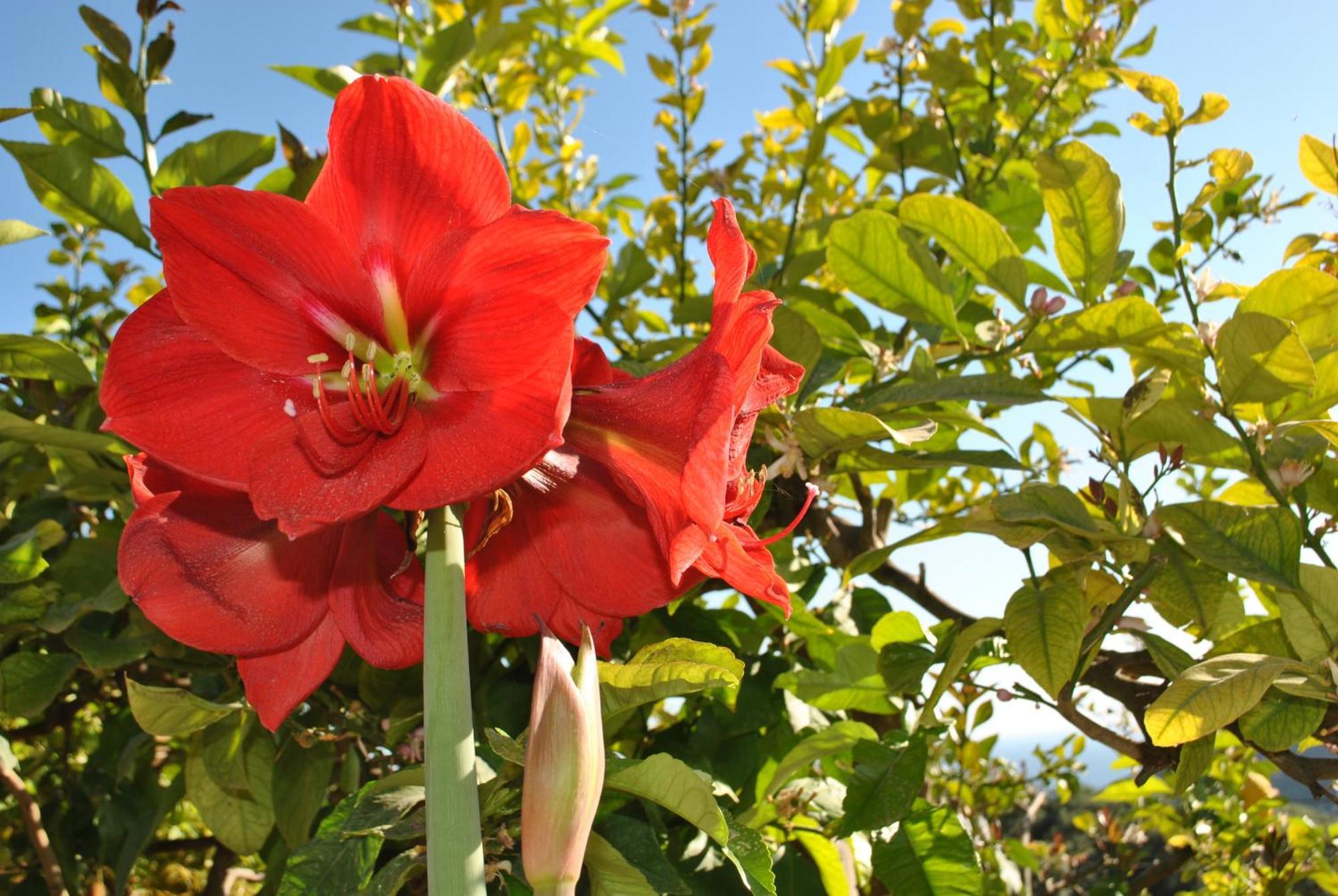 شقة Amaryllis House بارغا المظهر الخارجي الصورة